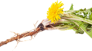 Senna Leaf Extract