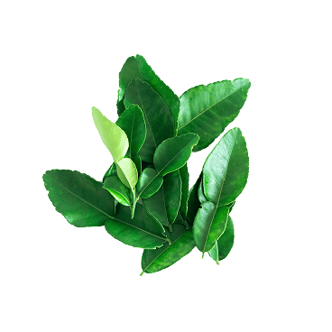 Senna Leaf Extract