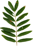 Senna Leaf Extract