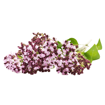 Senna Leaf Extract